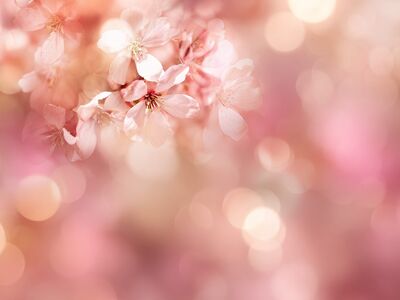 pink, blurred background, floral, windows wallpaper, background, bokeh, wallpaper 4k, spring, blossom, 4k wallpaper 1920x1080, abstract, dreamy, blur, floral background, light, beautiful wallpaper, laptop wallpaper, wallpaper hd, pastel, flower, flower background, soft, delicate, hd wallpaper, nature, cool backgrounds, beautiful flowers, free wallpaper, desktop backgrounds, romantic, season, 4k wallpaper, free background, beauty, mac wallpaper, petal, flower wallpaper, backdrop, color, bright, design, full hd wallpaper, art, ai generated