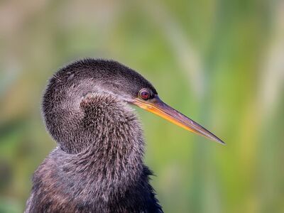 anhinga, bird, water bird, wildlife, wild bird, bird portrait, avian, long beak, fishing bird, wetland bird, marsh, nature, wildlife photography, bird close up, animal portrait, tropical bird, aquatic bird, feathers, green background, shallow depth of field