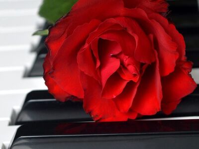 red rose, rose, wedding song, red flower, blossom, bloom, piano, piano keyboard, keyboard, make music, concert, songs, love song, to sing, choir, sounds, music, melody, love for music, birthday song, date of birth, birthday greeting, valentine, valentine's day, love