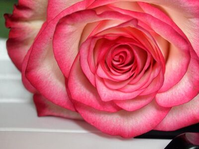 rose, wedding song, blossom, bloom, piano, piano keyboard, keyboard, make music, concert, songs, love song, to sing, choir, sounds, music, melody, love for music, notenblatt, birthday song, date of birth, birthday greeting, valentine, valentine's day, love