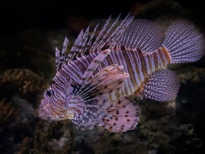 lionfish, underwater, marine life, reef fish, tropical fish, invasive species, ocean wildlife, coral reef, underwater photography, exotic fish, venomous spines, striped fish, sea life, aquatic animal, marine biodiversity, scuba diving, snorkeling, underwater close-up, nature, wildlife photography