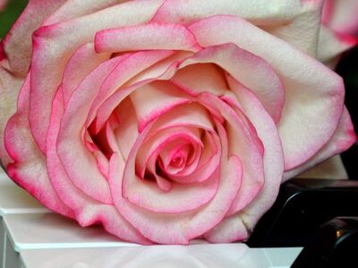 blossoms, wedding song, nature, piano, beautiful flowers, piano keyboard, flower wallpaper, keyboard, make music, concert, songs, love song, to sing, choir, sounds, music, melody, love for music, birthday song, flower background, date of birth, birthday greeting, valentine, valentine's day, love, roses, flower