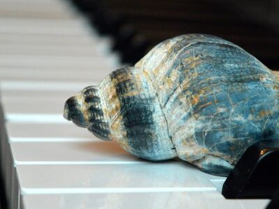 sea shanty music, shanties, sea shanties, whelk, horn snail, sea animal, snail shell, casing, shell, piano, piano keyboard, keyboard, make music, concert, songs, to sing, choir, sounds, music, melody, the sound of the sea