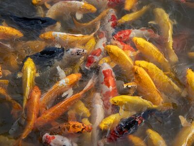 koi, fish, pond, water, carp, colorful, oriental, garden, decorative, peaceful, fishpond, japanese, koi carp, zen, relaxation, various colors, beauty, art, movement