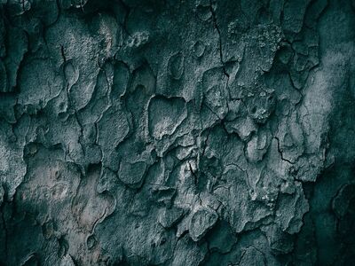 tree, hd wallpaper, laptop wallpaper, nature wallpaper, bark, texture, cool backgrounds, wallpaper 4k, forest, full hd wallpaper, free wallpaper, wallpaper hd, rough, pattern, crack, tree bark, beautiful nature, textured, dark, wood, planetree, dark background, close up, grunge, 4k wallpaper, backdrop, wallpaper, desktop backgrounds, old, windows wallpaper, aged, sycamore, abstract, nature background, trunk, nature, 4k wallpaper 1920x1080, beautiful wallpaper, free background, background, mac wallpaper, backgrounds, detail
