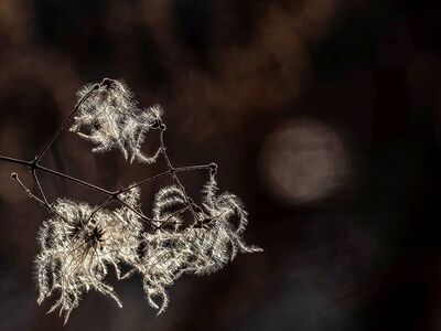 nature, mac wallpaper, free wallpaper, plant, twig, sun, beautiful wallpaper, fibers, beautiful nature, texture, delicacy, full hd wallpaper, abstract, 4k wallpaper 1920x1080, cool backgrounds, autumn, brown, nature wallpaper, detail, natural light, windows wallpaper, wallpaper hd, shine, desktop backgrounds, laptop wallpaper, 4k wallpaper, art, nature background, wallpaper, composition, wallpaper 4k, free background, floral background, bright, blurred, soft, hd wallpaper, bokeh, elegant