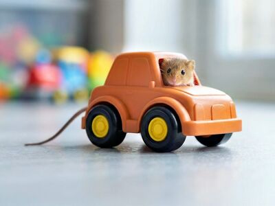 mouse, toy car, cute, playful, animal, small, sweet, imaginative, pet, orange, vehicle, miniature, rodent, pleasure, driver, childhood, trip, within, bright, nature, joy, ai generated
