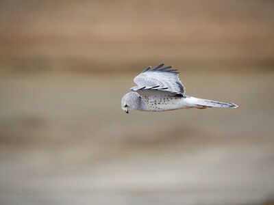 northern harrier, hawk, bird, animal, raptor, wildlife, nature, wild, hunting, flying