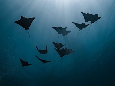 eagle rays, smelled, nature, dive, underwater, fishes, underwater world, sea, fish school, school of fish, water, animals, fish, ocean