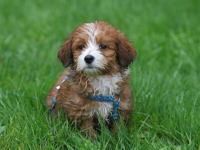havanese bichon puppy ario, animal, nature, puppy, canine