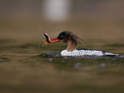 bird, nature, animal, wildlife, plumage, ornithology, fauna, birdwatching, beak, lake, bokeh