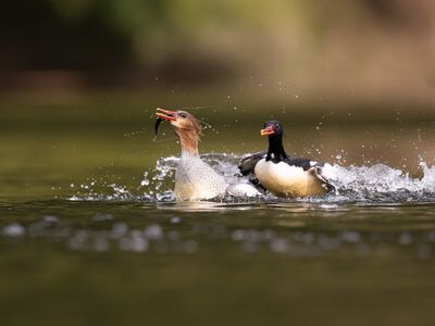 bird, nature, animal, wildlife, plumage, ornithology, fauna, birdwatching, beak, lake, bokeh