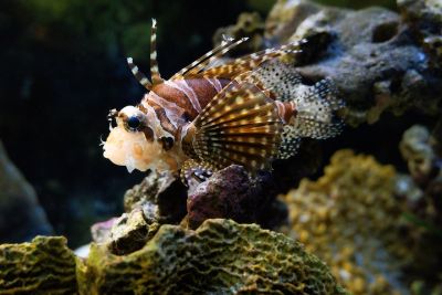fish, lionfish, aquarium, coral reef, natural beauty, nature, colorful fish, aquatic environment, long fins, cosmonaut glove, exotic fish, underwater, rocky, gift of nature, mare nostrum, detroit, zebra stripes