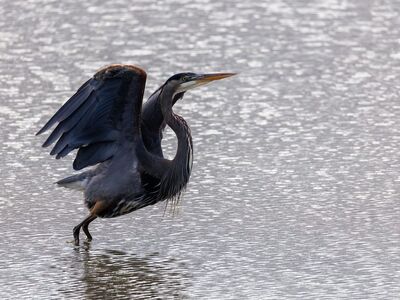 heron, bird, nature, animal, wildlife, wings, avian, plumage, fishing, water, birdwatching