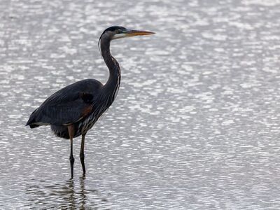 heron, bird, nature, animal, wildlife, wings, avian, plumage, fishing, water, birdwatching