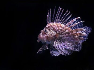 lionfish, fish, butterfly cod, nature, scorpion fish, aquarium, aquatic, swimming, underwater, cairns aquarium