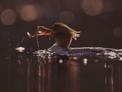 bird, nature, animal, wildlife, ornithology, plumage, spring