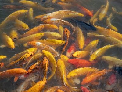 koi, pond, fish, koi carp, water, swimming, golden, group, colorful, lake, yellow, ornamental, waves, nature, manual, wale, feeding, zoological, aquarium, pattern, ornamental pond