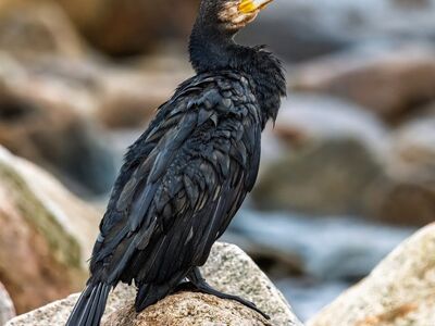 cormorant, bird, ornithology, wildlife, nature, beak, bird watching, plumage, stone, relaxation