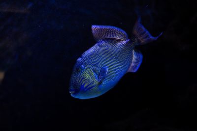 tropical fish, triggerfish, reef fish, colorful fish, marine life, aquarium fish, exotic fish, underwater animal, blue fish, patterned fish, ocean life, aquatic life, aquarium tank, marine wildlife, underwater photography, sea creature, vibrant colors, tropical species, fish close-up, marine ecosystem, reef aquarium, nature underwater, wildlife, ocean fish, dark background
