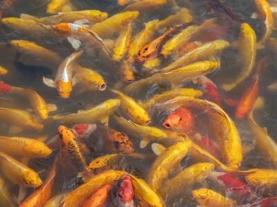 koi, fish, carp, pond, water, animals, swimming, ornamental pond, colorful, goldfish, feeding, origin, japanese, pool, relaxing, garden, all-natural, calm, oriental, maintenance