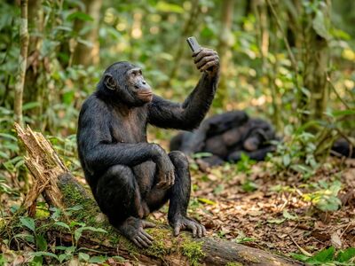 chimpanzee, monkey, primate, jungle, forest, nature, animal, wild animals, selfie, smartphone, technology, funny, smart, intelligent, pose, tree trunk, moss, green, tropical, humour, ai generated