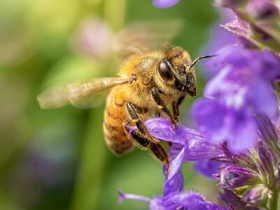honey bee, bee, pollination, flower background, flower, purple, blossom, nectar, pollen, bug, nature, macro, wild, spring, flower wallpaper, summer, beautiful flowers, garden, busy, ecology, outdoor, lively, close up, ai generated