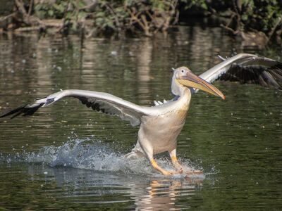 pelican, bird, beach, beak, waterbird, ornithology, feathers, water surface, wings, wildlife, natural habitat, bird flight, insects, reflection, nature, aquatic environment, calm water, ecosystem, natural beauty, ecology