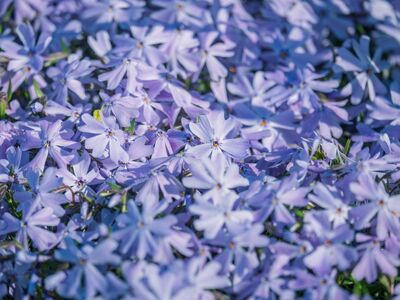 flowers, violet, aubrieta, spring, cushion, close-up, landscape, purple, plant, garden, nature, rock garden, ornamental, vault, natural, blooming, delicate, beautiful