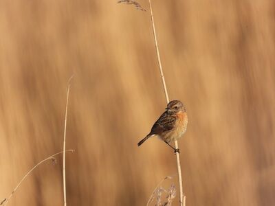 red-breasted stonechat, laptop wallpaper, free wallpaper, free background, nature, wallpaper 4k, hd wallpaper, mac wallpaper, bird, 4k wallpaper 1920x1080, 4k wallpaper, full hd wallpaper, background, wallpaper hd, windows wallpaper, desktop backgrounds, peace, beautiful wallpaper, sun, cool backgrounds, spring, birdwatching