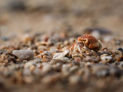 thailand beach, full hd wallpaper, hermit crab, macro photography, coastal wildlife, travel nature, free background, beautiful wallpaper, laptop wallpaper, tiny explorer, marine life, tropical adventure, cool backgrounds, sand closeup, desktop backgrounds, natural habitat, 4k wallpaper, exotic animals, crustacean spotting, iphone wallpaper, phone wallpaper, wallpaper, hd wallpaper, free wallpaper, background images, background, wallpaper hd, 4k wallpaper 1920x1080, 4k, mac wallpaper, unsplash, pixabay, wallpaper 4k, windows wallpaper, pexels, pictures, desktop wallpaper, desktop background
