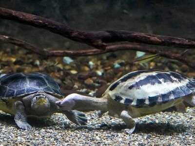 aquatic turtle, two, flipper, aquarium, shell, neck, nose, gravel, biotope, branch, reptile, head, pair, sand, stones, underwater, nature, ecosystem, animals, paired, water environment