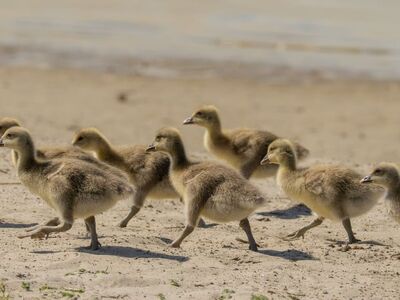 ducklings, beach, baby animals, flock, sand, immature, outdoors, sunny, baby ducks, animals, nature, birds, sea, wild, small, reserve, young, feathers, chick care, movement