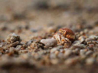 hermit crab, beach, nature, macro photography, sand, ocean, marine life, pebbles, coast, adventure, wildlife, tropical, travel photography, biology, close-up, natural beauty, detail, beachcomber, detailed photography, nature and wildlife