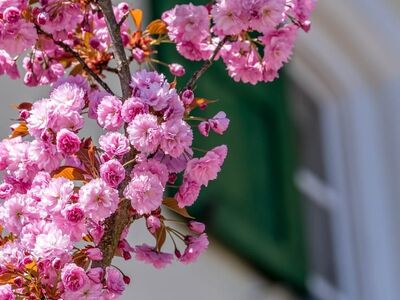 spring, nature, blossom, branch, pink, window, shutter, facade, house, blooming tree, red, details, romantic, blurry effect, rural, calm, outdoor, suburban, natural beauty, flowers