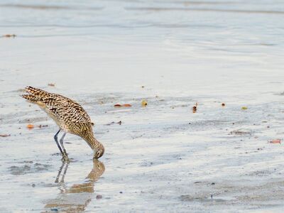 far eastern curlew, mud, foraging, shore, bird, covered in mud, sea, natural habitat, bird migration, tide, survival, searching for food, life cycle, wildlife, nature, probe, amphibian