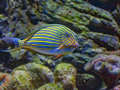 fish, aquarium, underwater, sea, coral, striped, surgeonfish, tropical, colorful, clownfish, fisherman, ecosystem, dive, line, cairns, brown, tron, blue, medieval fish, green-yellow, width