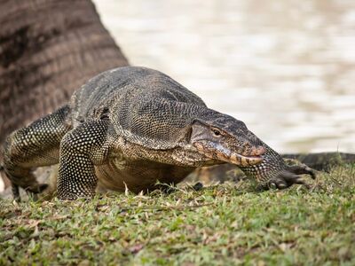 lumpini, monitor lizard, thailand, bangkok, reptile, nature, ground, tree, park, animal, wild, tourism, terrestrial, botany, asian, ecosystem, fauna, grass, predator