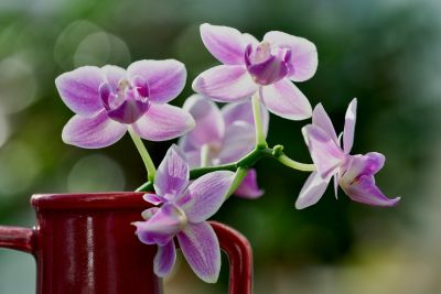 orchid, nature, flower, plant, bloom, petals, fresh, colorful, beautiful flowers, floral, botany, peaceful ambiance, flower background, beautiful, lily, natural, bottle
