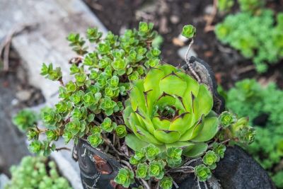 succulent, rosette, green plant, nature, botany, garden, natural background, biology, outdoor, natural decor, nature design, beauty in nature, botanical garden, zen garden, fresh air, flora, plant biology, fine detail, garden design, natural environment