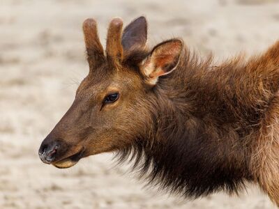 elk, wildlife, beach, nature, cannon beach, photography, travel, adventure, sand, pacific northwest, elk photography, explore oregon, sunset, oregon nature, travel photography, pacific, nature landscape, boat, contrast