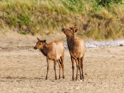 elk, beach, nature, cannon beach, oregon coast, wildlife photography, pacific northwest, elk photography, outdoor, sand, beach wildlife, travel photography, coastal wildlife, oregon, wildlife, scenic, explore, wildlife lovers, nature photography, oregon wildlife