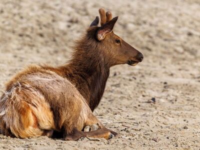 elk, sand, beach, wildlife photography, oregon, pacific northwest, nature, oregon coast, travel photography, sitting position, photography, wildlife, overseas travel, wild animals, explore, nature lovers, outdoor, cannon beach, resting
