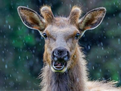 elk, rain, nature, wildlife, west coast, precipitation, nature photography, close-up, fur, portrait, noise, natural habitat, antlers, rural, glacier, pacific, outdoors, wet, environment, oregon
