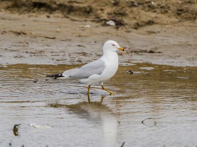 seagull, beach, water, bird, coast, nature, fauna, feathers, wings, beak, wildlife, coastal, bay, pond, boots, dock, ferry, solitude, silence, afternoon, reflection