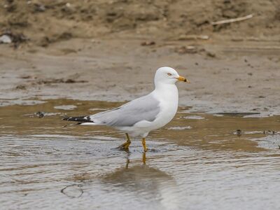 seagull, bird, nature, wildlife, feathers, ocean, coast, beach, ring-billed gull, wings, white color, shore, water surface, beak, waterbird, animal, perching, natural environment, mud
