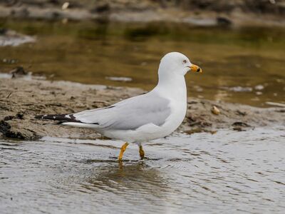 seagull, bird, fauna, ocean, nature, feathers, ornithology, gull, wildlife, beach, water, coast, wild bird, water bird, animal, sea foam, shorebird, standing and looking, single bird