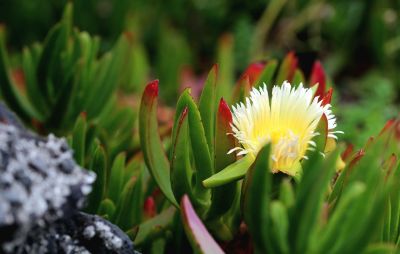 yellow flower, nature, plant, succulent, green leaves, transparency, flower details, rock, gardening, blossom, green nature, garden plants, natural beauty, nature background, peace and tranquility, colorfulness, landscape, season, photography, calm