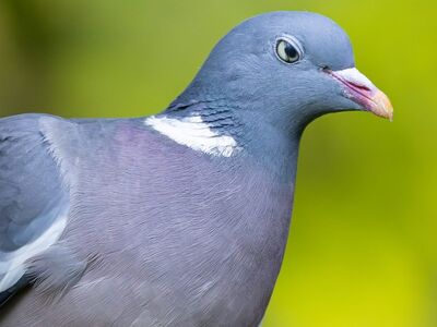 pigeon, bird, animal, outdoor, nature, wild, gray, natural habitat, feather, urban, flight, head, beak, wildlife, avian, look, grooming, calm