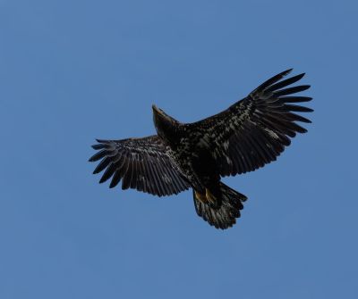 bald eagle, bird, wildlife, nature, spring, birdwatching, avian, wings, feather, bird photography, wild bird, outdoor photography, blue sky, flight, close up, nature photography, pacific northwest, young, garden bird